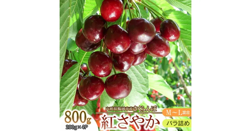 【ふるさと納税】【令和7年産 先行予約】さくらんぼ 紅さやか M～Lサイズ混合 バラ詰め 800g(200g×4p) フードパック詰　山形県鶴岡市産 | 五十嵐 茂也