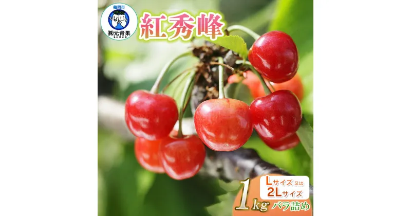 【ふるさと納税】 【令和7年産先行予約】 山形県 鶴岡産 さくらんぼ 紅秀峰 1kg Lサイズ 又は 2Lサイズ バラ詰め　元青果