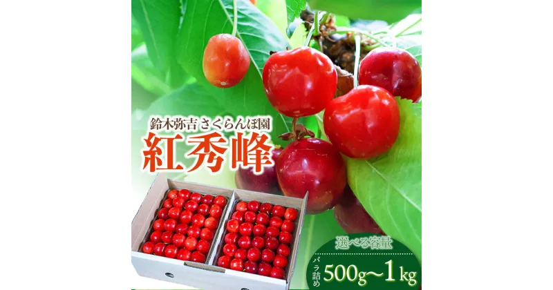 【ふるさと納税】【令和7年産 先行予約】さくらんぼ 紅秀峰 バラ詰め ［容量お選びください 500g～1kg］