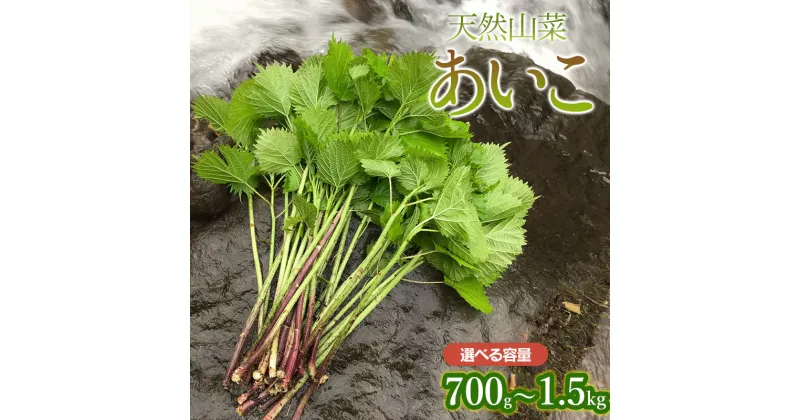 【ふるさと納税】【2025年 令和7年産 先行予約】天然あいこ 【700g～1.5kg】 山菜　わかば屋