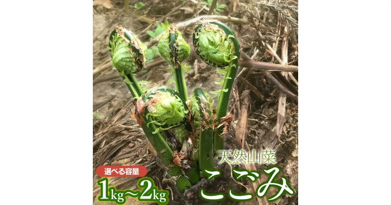 【ふるさと納税】【 2025年 令和7年産 先行予約】天然こごみ 【1kg～2kg】 山菜　わかば屋 2025年