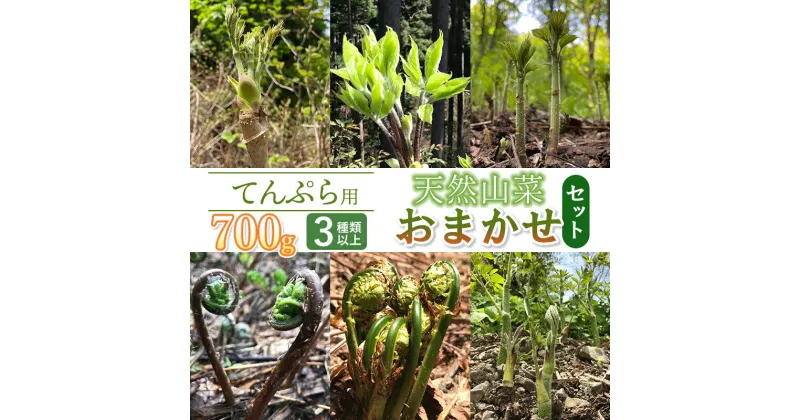 【ふるさと納税】【 2025年 令和7年産 先行予約】天ぷら用　天然山菜おまかせセット 700g（3種類以上）　わかば屋