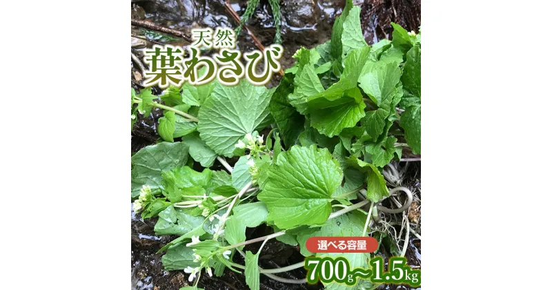 【ふるさと納税】【 2025年 令和7年産 先行予約】天然 葉わさび 【700g～1.5kg】 山菜　わかば屋