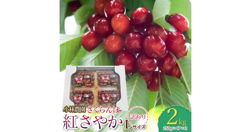 【ふるさと納税】【令和7年産 先行予約】さくらんぼ 紅さやか Lサイズ バラ詰め 2kg（250g×4P×2）【訳あり】 山形県鶴岡市産