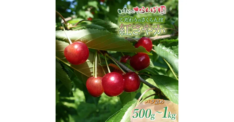 【ふるさと納税】【令和7年産先行予約】こだわりのさくらんぼ　紅さやか　バラ詰め 500g～1kg いまいのさくらんぼ園 K-729