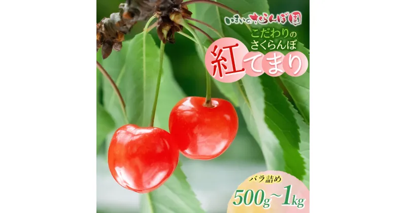 【ふるさと納税】【令和7年産先行予約】こだわりのさくらんぼ「紅てまり」バラ詰め 500g～1kg いまいのさくらんぼ園 K-732