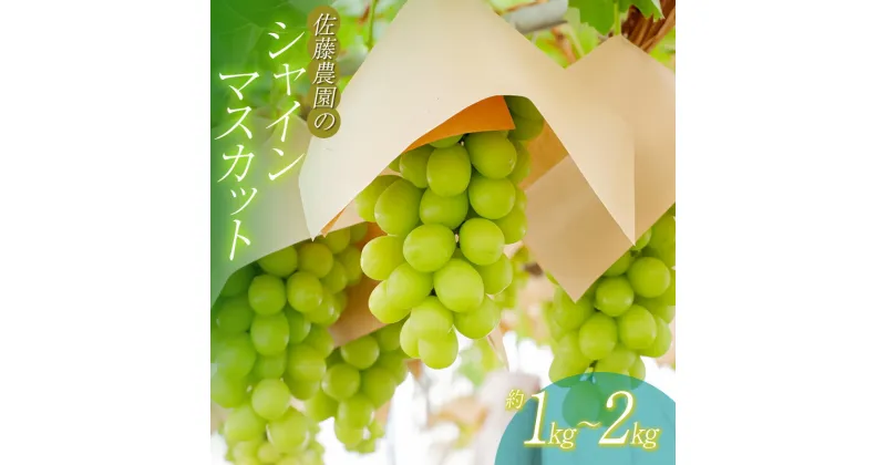 【ふるさと納税】【令和7年産 先行予約】シャインマスカット 約1kg～2kg　白系葡萄　ぶどう　佐藤農園