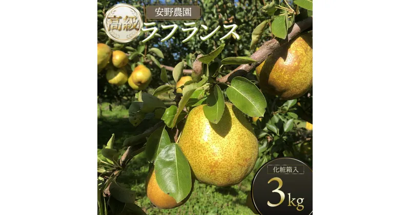 【ふるさと納税】 高級ラフランス　約3kg（5～9玉入） 化粧箱