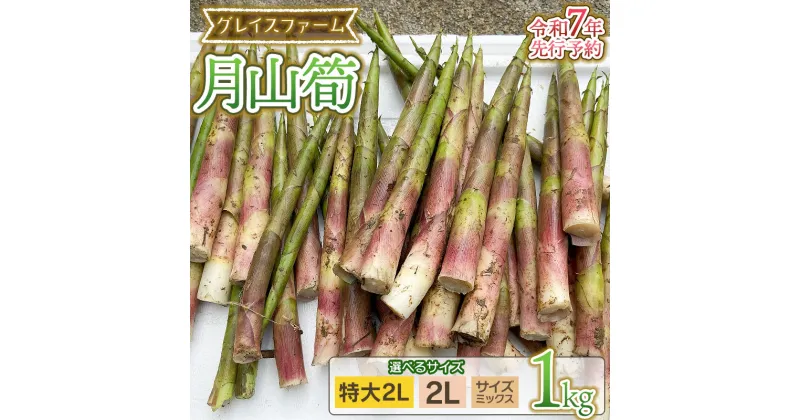 【ふるさと納税】【令和7年産先行予約】月山筍 特大 1kg 山形県鶴岡産　グレイスファーム