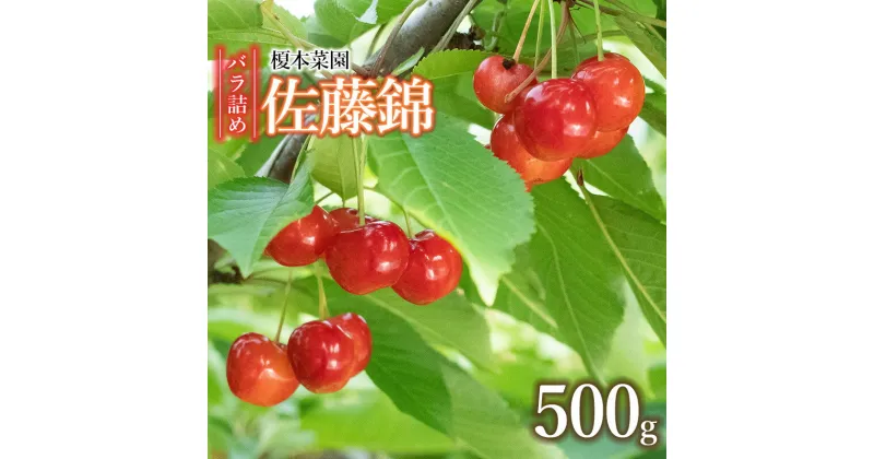 【ふるさと納税】【令和7年産先行予約】さくらんぼ 佐藤錦 バラ詰め 500g　 山形県 鶴岡市産　K-732