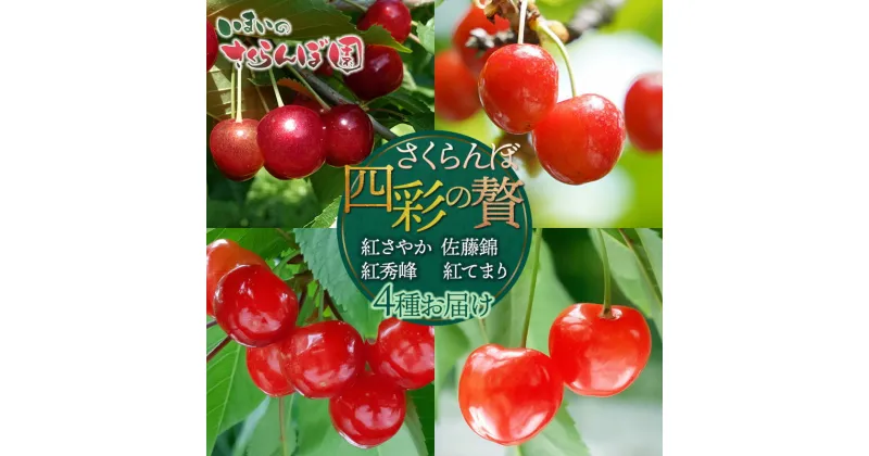 【ふるさと納税】【令和7年産先行予約】【4回お届け】さくらんぼ四彩の贅 ～紅さやか・佐藤錦・紅秀峰・紅てまり～ 4品種お届け 各500g いまいのさくらんぼ園