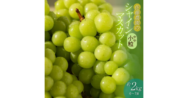 【ふるさと納税】【令和7年産 先行予約】シャインマスカット（やや小粒） 約2kg（4～7房）　白系葡萄　ぶどう　佐藤農園