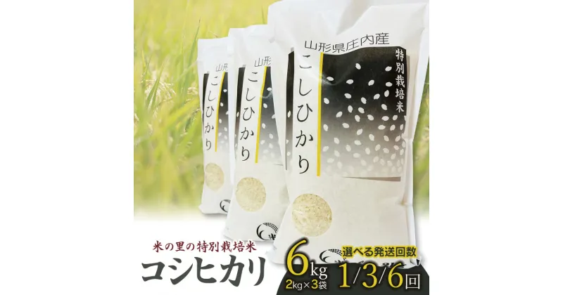 【ふるさと納税】令和6年産 米の里の特別栽培米 コシヒカリ 精米6kg（2kg×3袋）【発送回数選べます・1回～6回】定期便