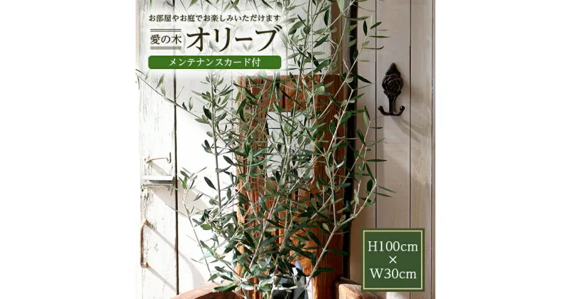 【ふるさと納税】愛の木 「オリーブ」 I LOVE 約高さ100cm×幅30cm メンテナンスカード付 オリーブ 観葉植物 鉢植え LotusGarden