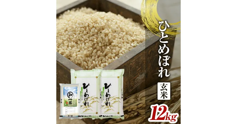 【ふるさと納税】ひとめぼれ 玄米 計12kg 5kg×2袋 2kg×1袋 令和6年産 山形県酒田産 東北 山形県 酒田市 庄内地方 庄内平野 庄内米 お米 ごはん ご飯 小分け