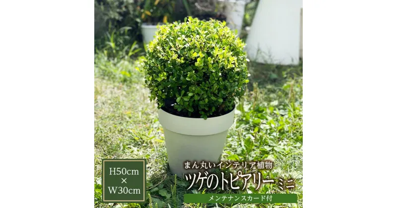 【ふるさと納税】ツゲのトピアリー ガーデン ミニサイズ 1鉢 高さ50cm×幅30cm メンテナンスカード付き 東北 山形県 酒田市 グリーン 観葉植物 インテリアグリーン 庭 ベランダ 植木 垣根 生垣 室内 玄関 リビング おうち時間