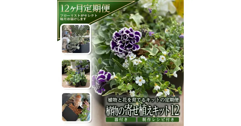 【ふるさと納税】≪12ヶ月定期便≫ 植物と花を育てるキットの定期便「植物の寄せ植えキット スクエア12」 お申込み日の翌月から毎月12回お届け ※着日指定不可 東北 山形県 酒田市 12ヶ月連続定期便 玄関 室内 リビング キッチン 自宅 職場 インテリア 器付き レシピ付き