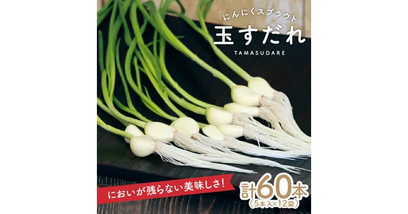 【ふるさと納税】にんにくスプラウト 玉すだれ すこやかセット 5本入×12袋 計60本 山形県酒田産 冷蔵便 ※離島発送・着日指定不可 発芽にんにく ガーリックスプラウト 完全室内型水耕栽培 農薬不使用 新鮮 長持ち 安心 安全 すこやかファーム 東北 酒田市 庄内 春 夏 秋 冬