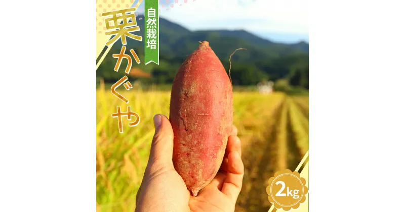 【ふるさと納税】 自然栽培 栗かぐや 2kg さつまいも サツマイモ 芋 山形県 新庄市 F3S-2208