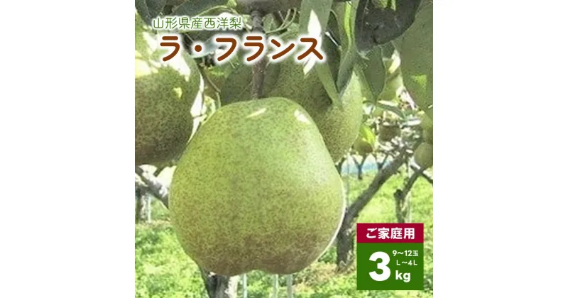 【ふるさと納税】 西洋梨 （ ラ・フランス ）3kg ご家庭用 L～4L サイズ 12～9玉 不揃い 果物 フルーツ 洋梨 お取り寄せ 産地直送 送料無料 秋 旬 山形県 上山市 0089-2401