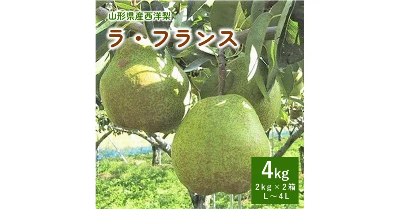 【ふるさと納税】 西洋梨 ラ・フランス 4kg （ 2kg × 2箱 ）4L～L サイズ 果物 フルーツ 洋梨 お取り寄せ 産地直送 送料無料 山形県 上山市 0089-2403