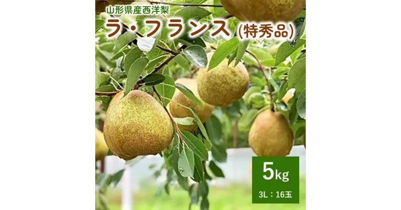 【ふるさと納税】西洋梨 ラ・フランス 5kg 16玉 特秀品 3L サイズ 果物 フルーツ 産地直送 山形 お取り寄せ 送料無料 山形県 上山市 0079-2411