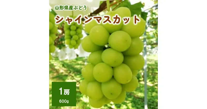 【ふるさと納税】【樹上完熟】 シャインマスカット 1房 （もぎたて直送） フルーツ 果物 ぶどう 山形 産地直送 お取り寄せ 送料無料 山形県 上山市 0148-2409