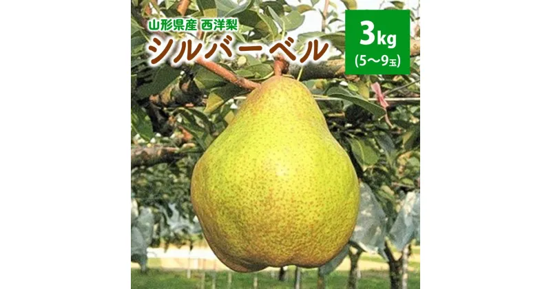 【ふるさと納税】西洋梨（シルバーベル）3kg ご家庭用 山形県 上山市 0062-2408