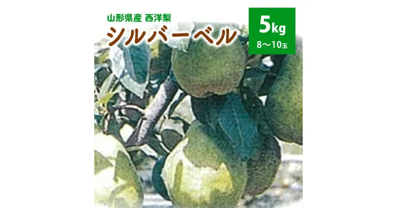 【ふるさと納税】西洋梨（シルバーベル）5kg 8〜10玉 ご家庭用 山形県 上山市 0042-2417