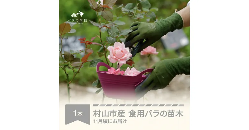 【ふるさと納税】食用バラ苗木 裸苗 1本 バラ 苗 植物 花 薔薇 バラ苗 植物 鑑賞 ローズ ガーデニング 薔薇苗 フラワー 山形県村山市産 送料無料