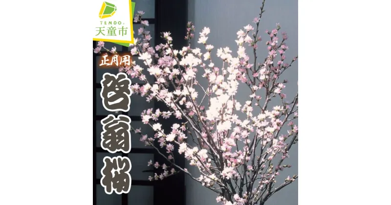 【ふるさと納税】正月用 啓翁桜春のお便り 初春 冬に咲く桜 12月下旬 発送 お正月 飾り のし 贈答 ギフト プレゼント 送料無料 【 山形県 天童市 】