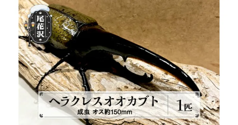 【ふるさと納税】尾花沢市産 昆虫の王様 ヘラクレスオオカブト カブトムシ オス 成虫 1匹 約150mm kb-blham150