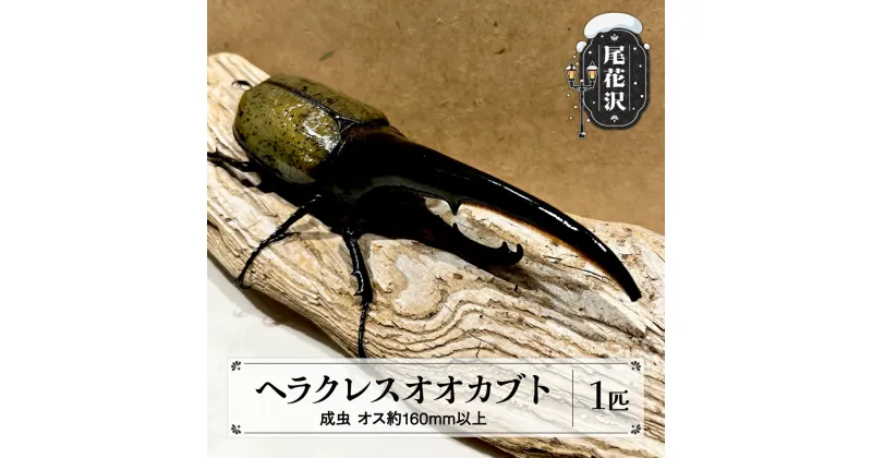 【ふるさと納税】尾花沢市産 昆虫の王様 ヘラクレスオオカブト カブトムシ オス 成虫 1匹 約160mm kb-blham160