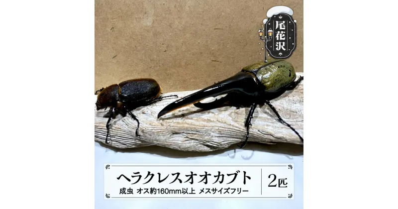 【ふるさと納税】尾花沢市産 昆虫の王様 ヘラクレスオオカブト カブトムシ オス メス ペア 成虫 2匹 約160mm kb-blhap160