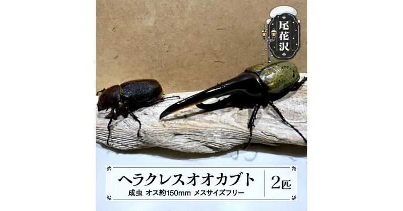 【ふるさと納税】尾花沢市産 昆虫の王様 ヘラクレスオオカブト カブトムシ オス メス ペア 成虫 2匹 約150mm kb-blhap150