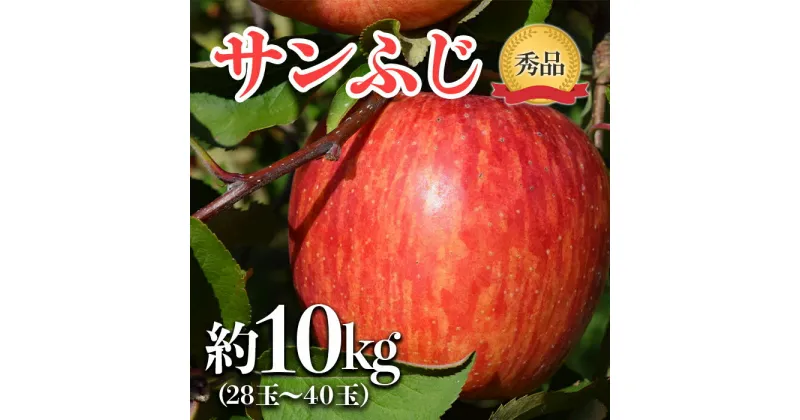 【ふるさと納税】 【令和6年産先行予約】 JA りんご 「サンふじ」 約10kg (28～40玉 秀) 《令和6年11月中旬～12月中旬発送》 『JA山形おきたま』 山形県 南陽市 [720]