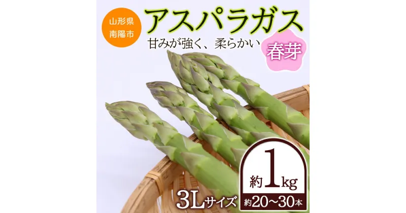 【ふるさと納税】 【令和7年産先行予約】 アスパラガス (春芽) 約1kg (3Lサイズ 約20～30本前後) 《令和7年5月～発送》 『生産者 吉田 太一』 山形南陽産 農家直送 山形県 南陽市 [1526]