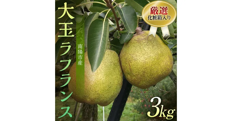 【ふるさと納税】 【令和6年産先行予約】 厳選！！大玉ラ・フランス 約3kg (6～8玉 4～6L) 化粧箱入り 《令和6年11月中旬～発送》 『船中農園』 山形県 南陽市 [1677]