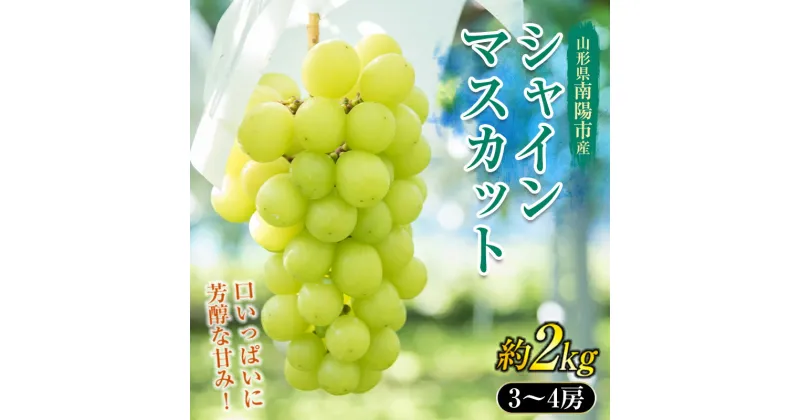 【ふるさと納税】 【令和6年産先行予約】 シャインマスカット 約2kg (3～4房 秀) 《令和6年9月中旬～発送》 『生産者 高橋 利和』 南陽産 農家直送 マスカット ぶどう 種なし 果物 フルーツ デザート 山形県 南陽市 [699]