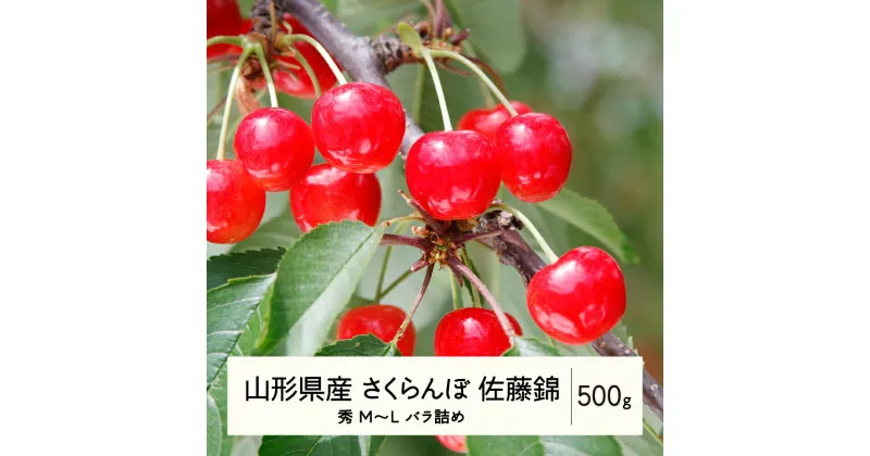 【ふるさと納税】 《先行予約》2025年 山形県産 さくらんぼ 佐藤錦 バラ詰 500g 秀 M〜L F20A-896 ※沖縄・離島への配送不可