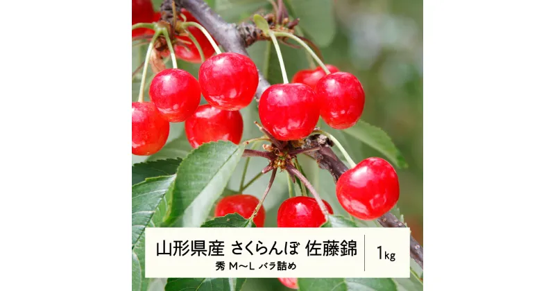 【ふるさと納税】 《先行予約》2025年 山形県産 さくらんぼ 佐藤錦 バラ詰1kg 秀 M〜L F20A-898 ※沖縄・離島への配送不可