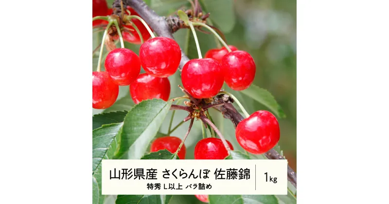 【ふるさと納税】 《先行予約》2025年 山形県産 さくらんぼ 佐藤錦 バラ詰1kg 特秀 L以上 F20A-899 ※沖縄・離島への配送不可