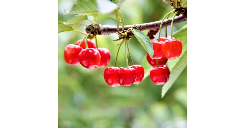 【ふるさと納税】《先行予約》2025年山形県産さくらんぼ 紅てまり バラ詰500g 特秀2L以上 F20A-900 ※沖縄・離島への配送不可